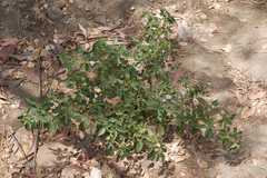 Physalis angulata
